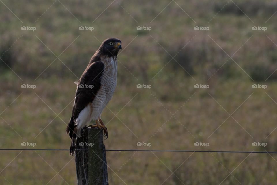 Rey del Viento. Aguilucho. Aguila Mora. Guazuvirá. Canelones. Uruguay