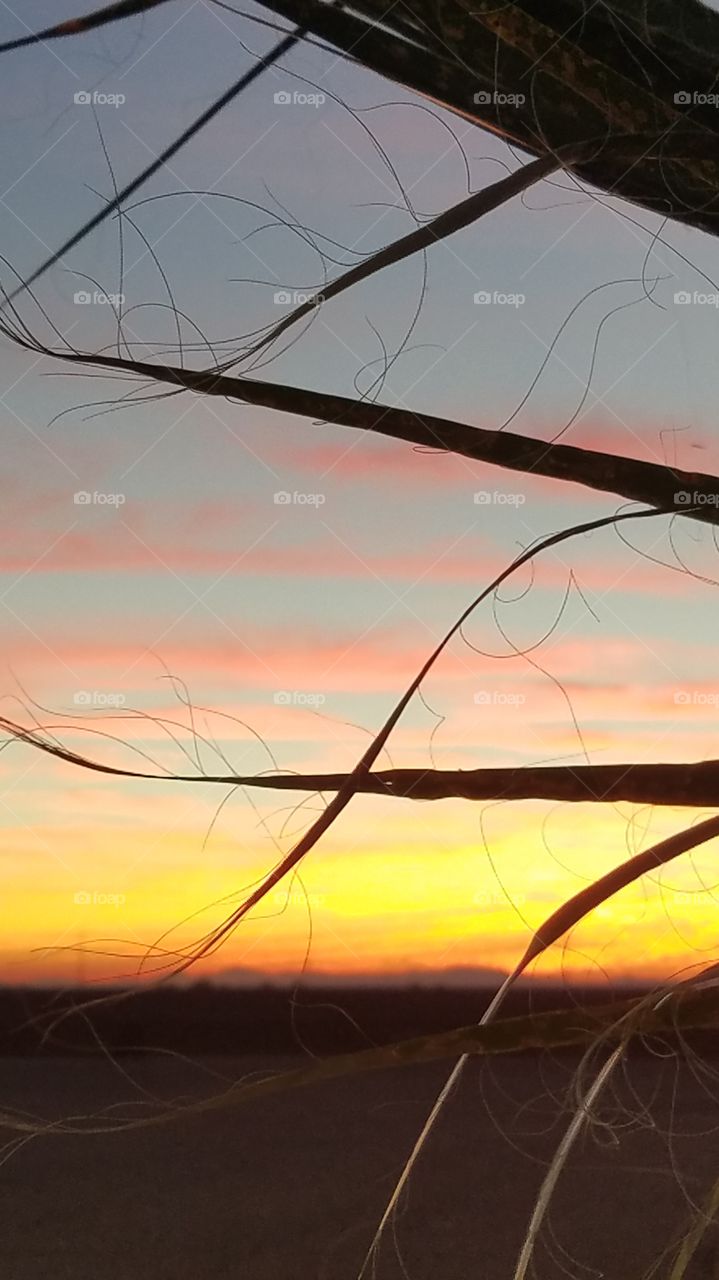 say it through the palm fronds