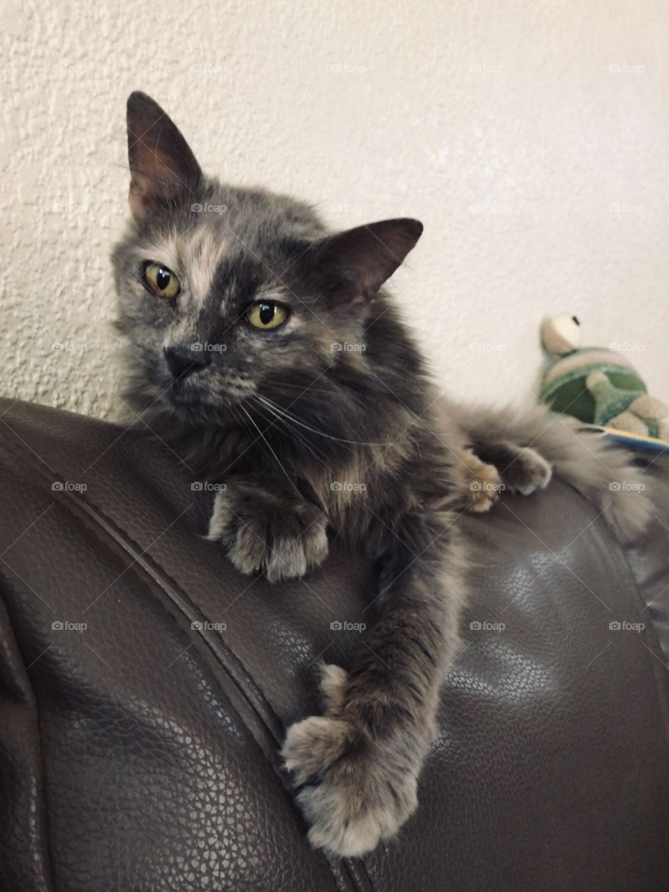 My old baby cat taking control 