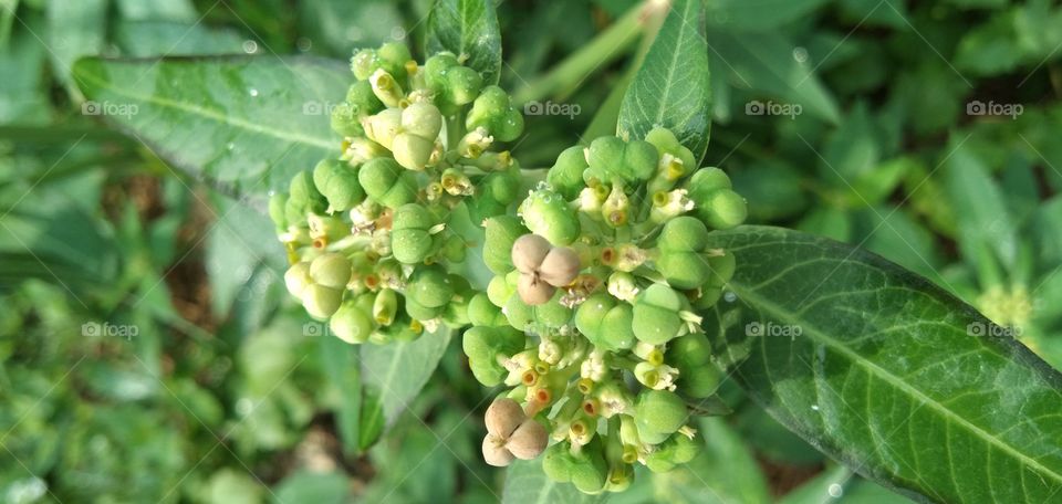 Katemas or one amu (Euphorbia heterophylla L.), a weed plant that grows in humid areas, grows mostly in the rainy season. Traditionally used to treat constipation, bronchitis, anti-inflammatory and asthma.