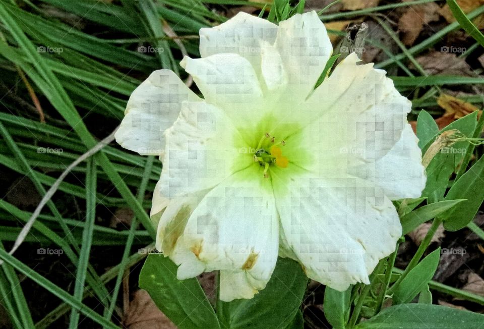 another surviving bloom in the midst of Fall