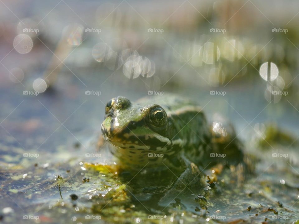 Edible frog