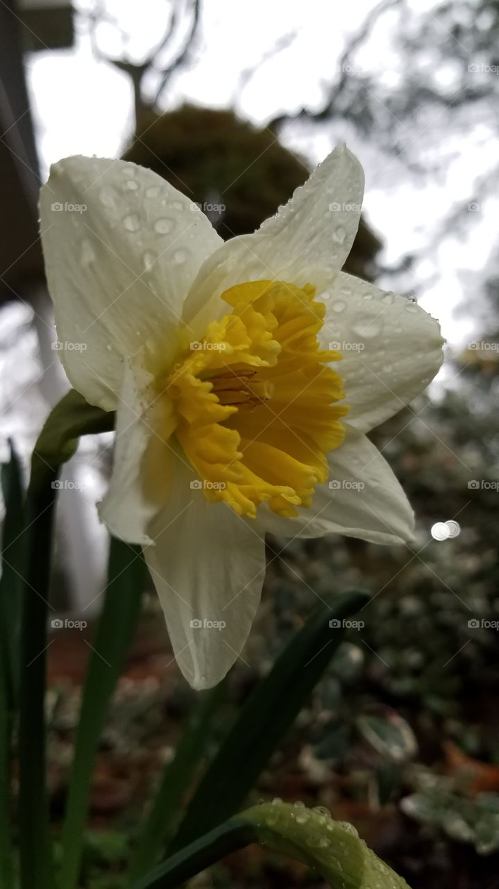 bicolor daffodil with raindrops