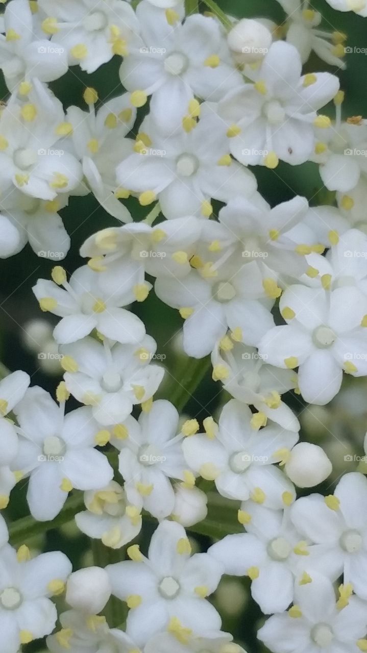 elderberry flower cluster