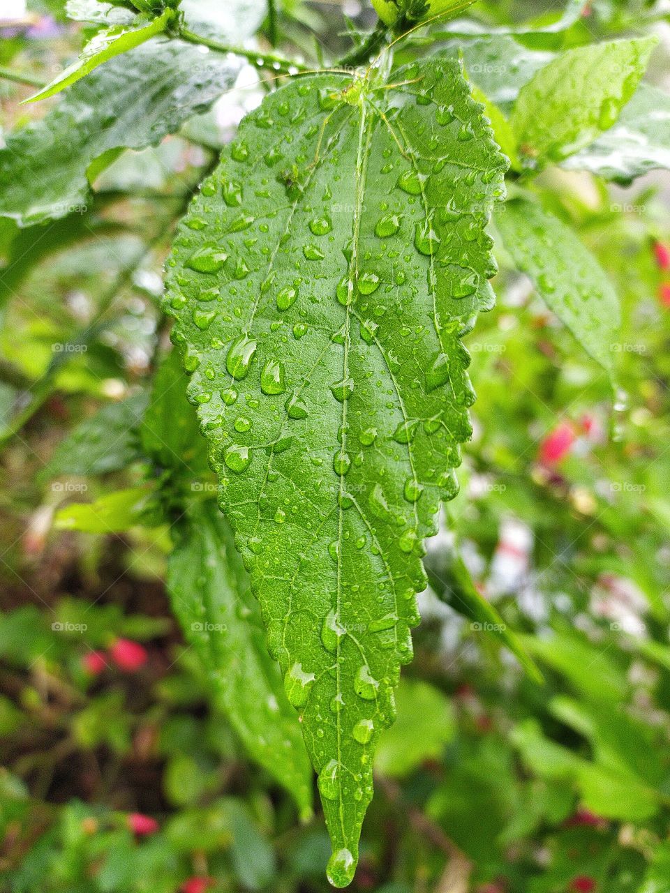 Raindrops glistening on the leaf like gems