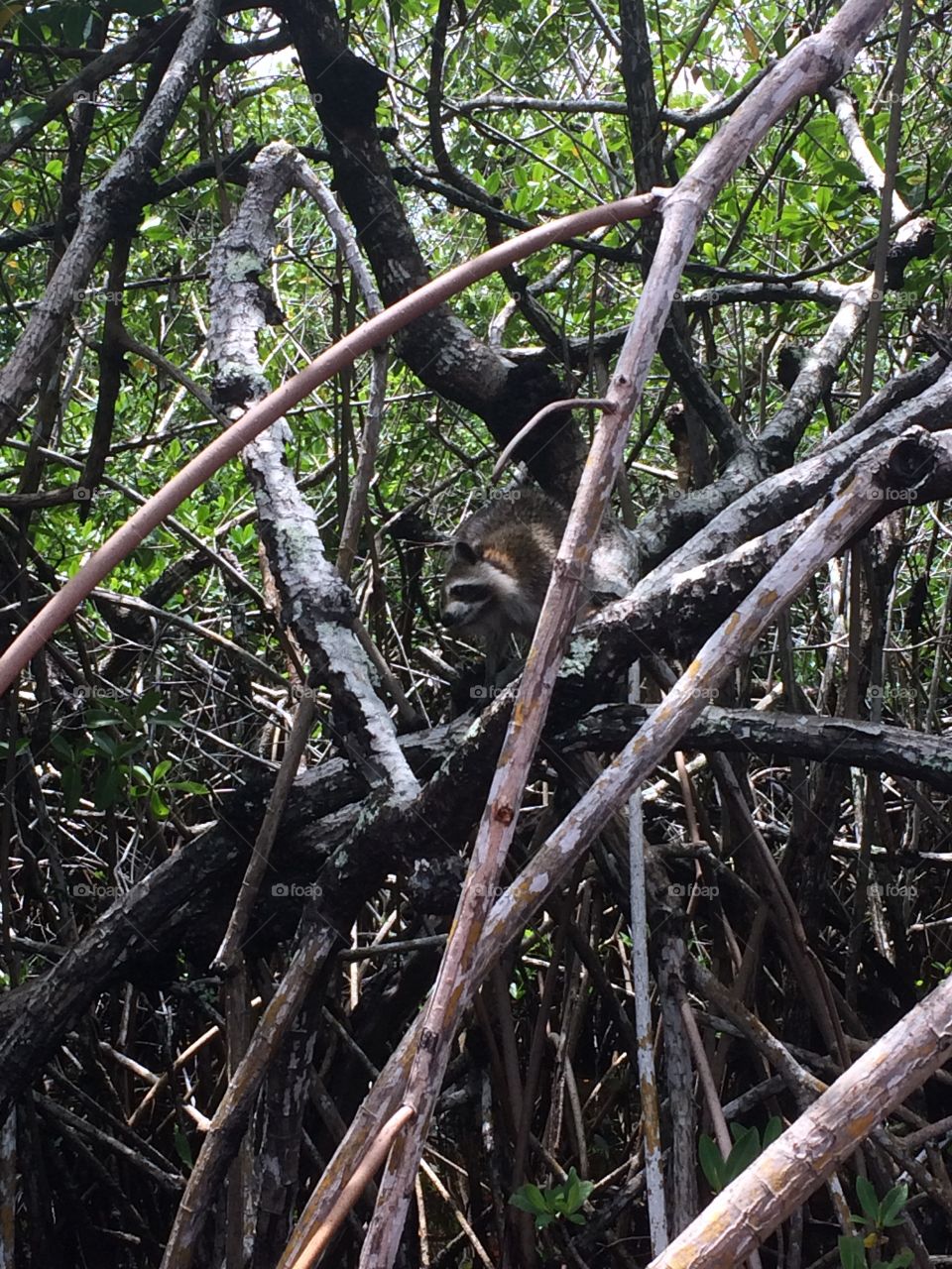 Raccoons in the Everglades 