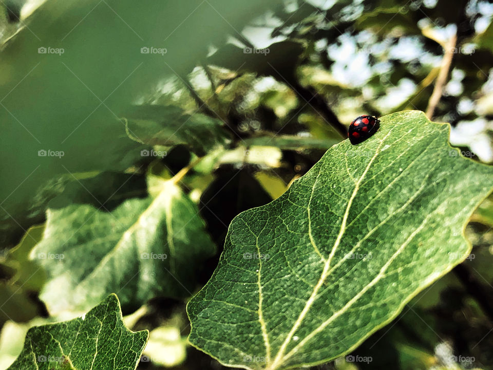 Ladybug on tree