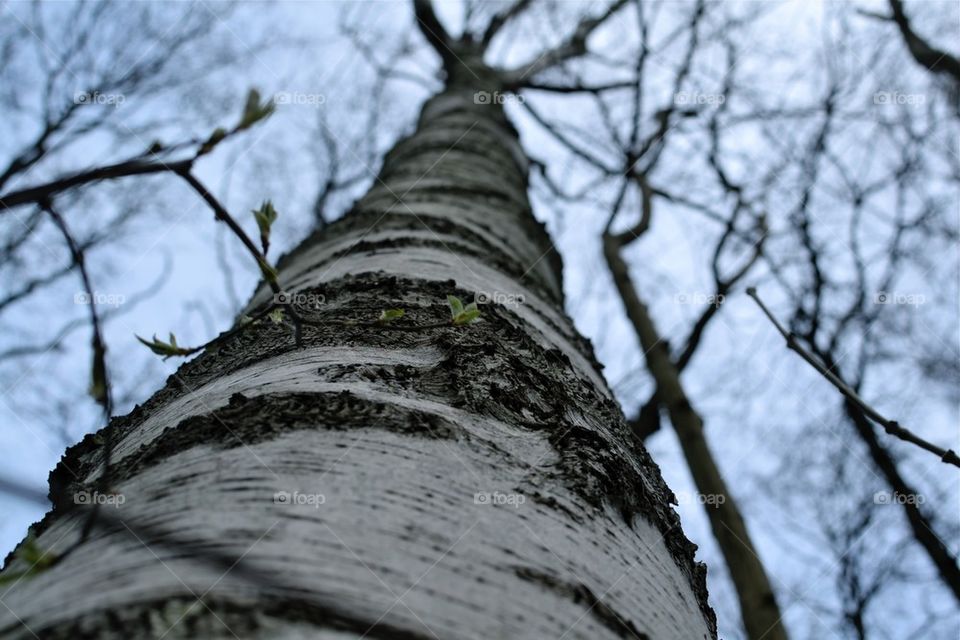 Birch tree