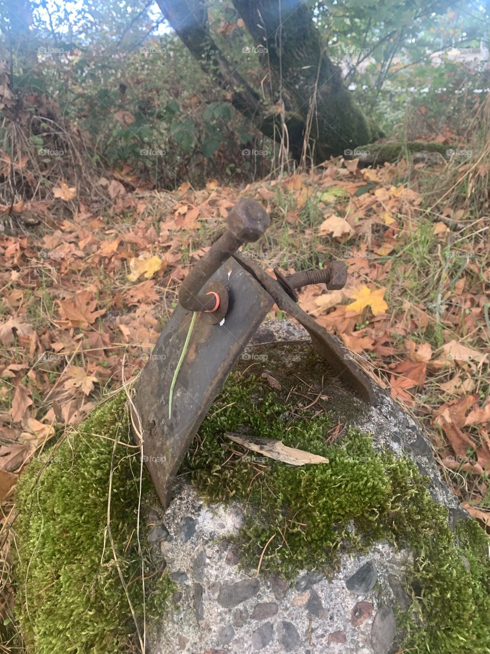 Just something to photo