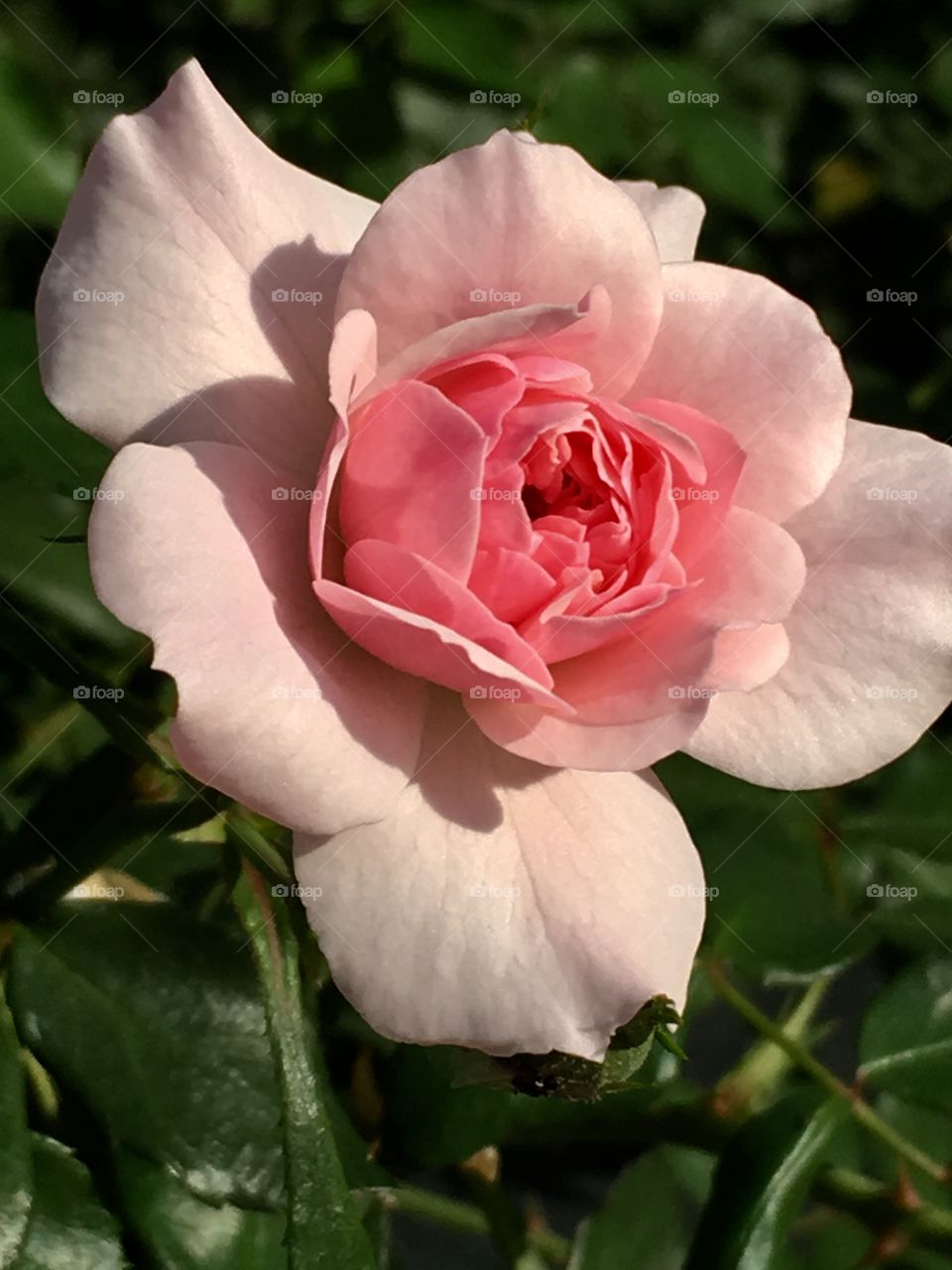 Rosa 