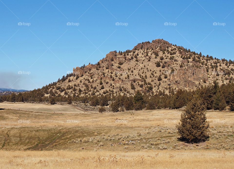 A one tree in front of Barnes Butte on a sunny day in Central Oregon. 