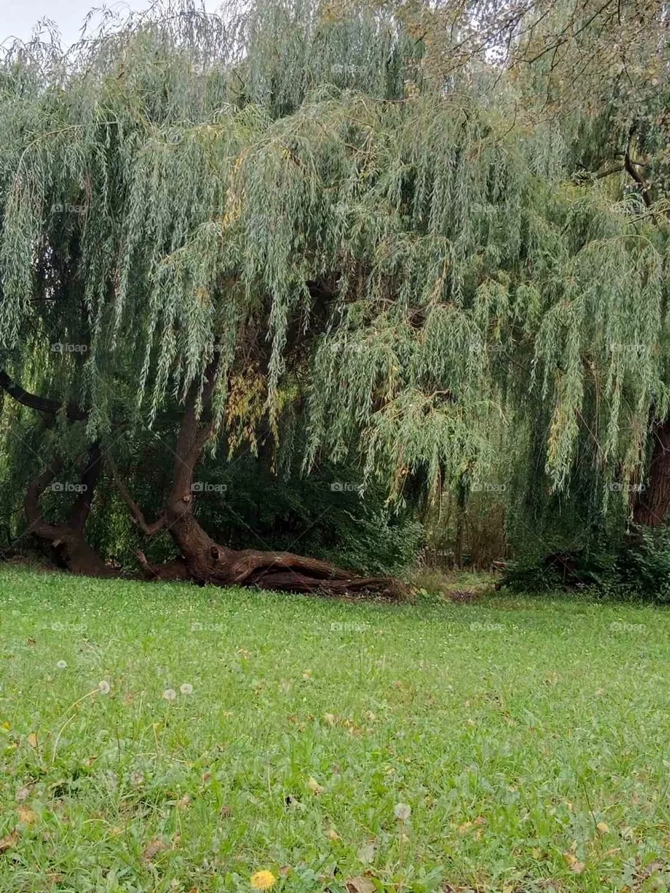Trees
