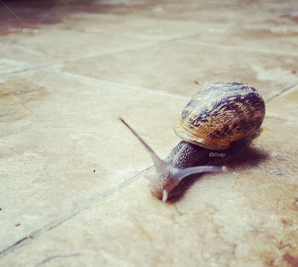 In autumn snails are everywhere in the garden