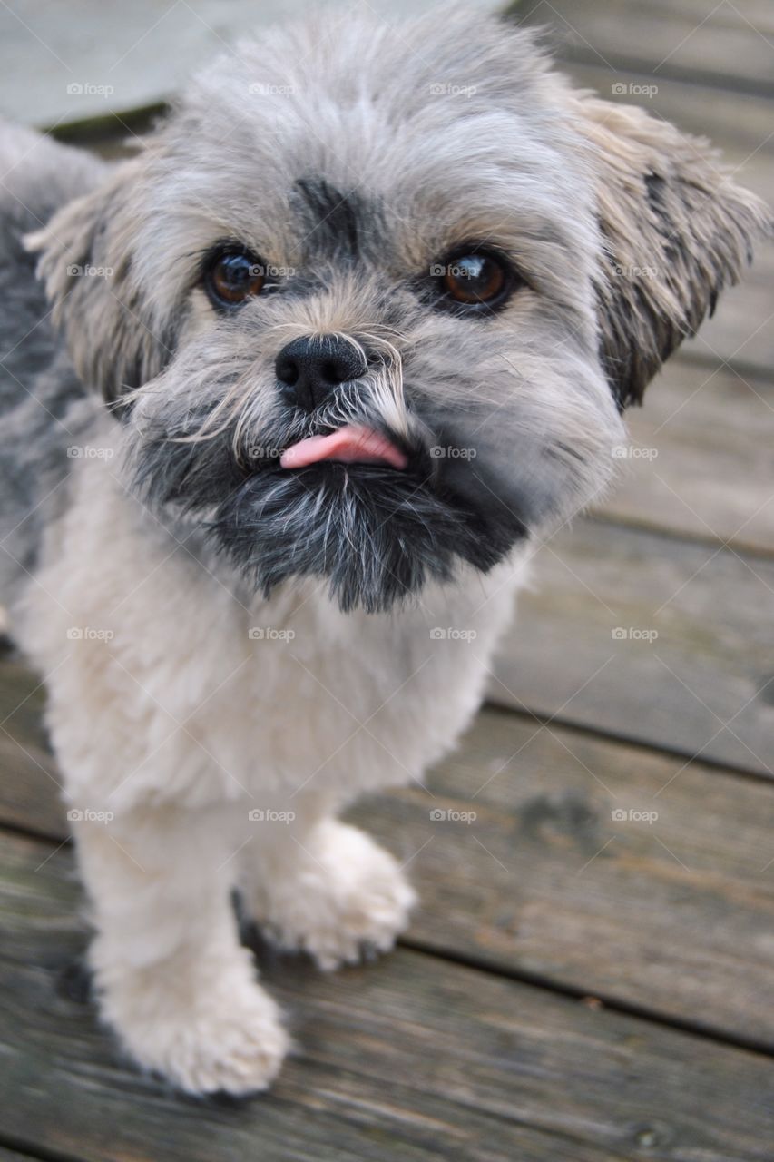 Dog standing on wooden table