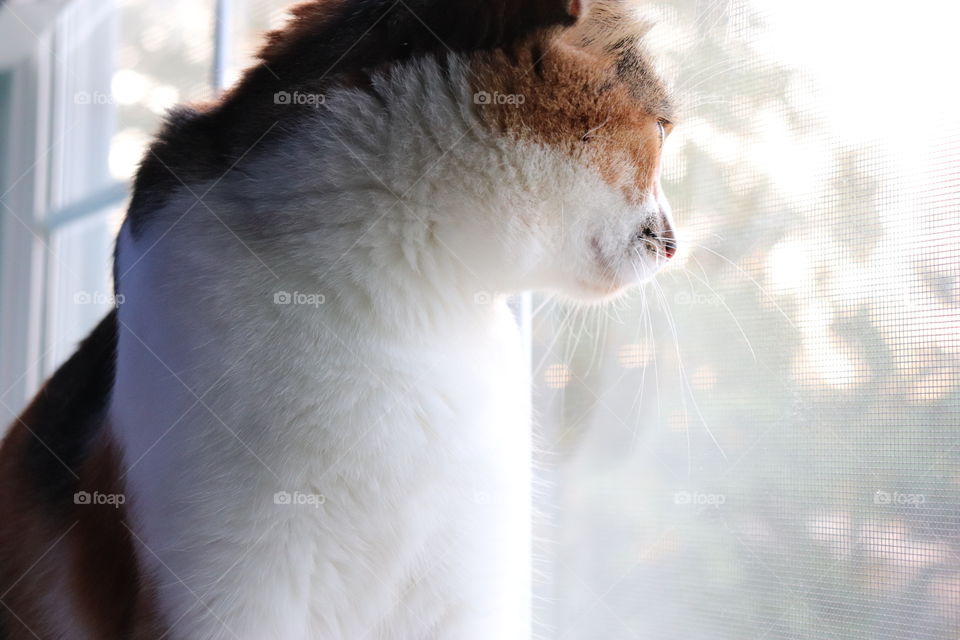 Young, calico cat stares lazily out of white window into golden sunset