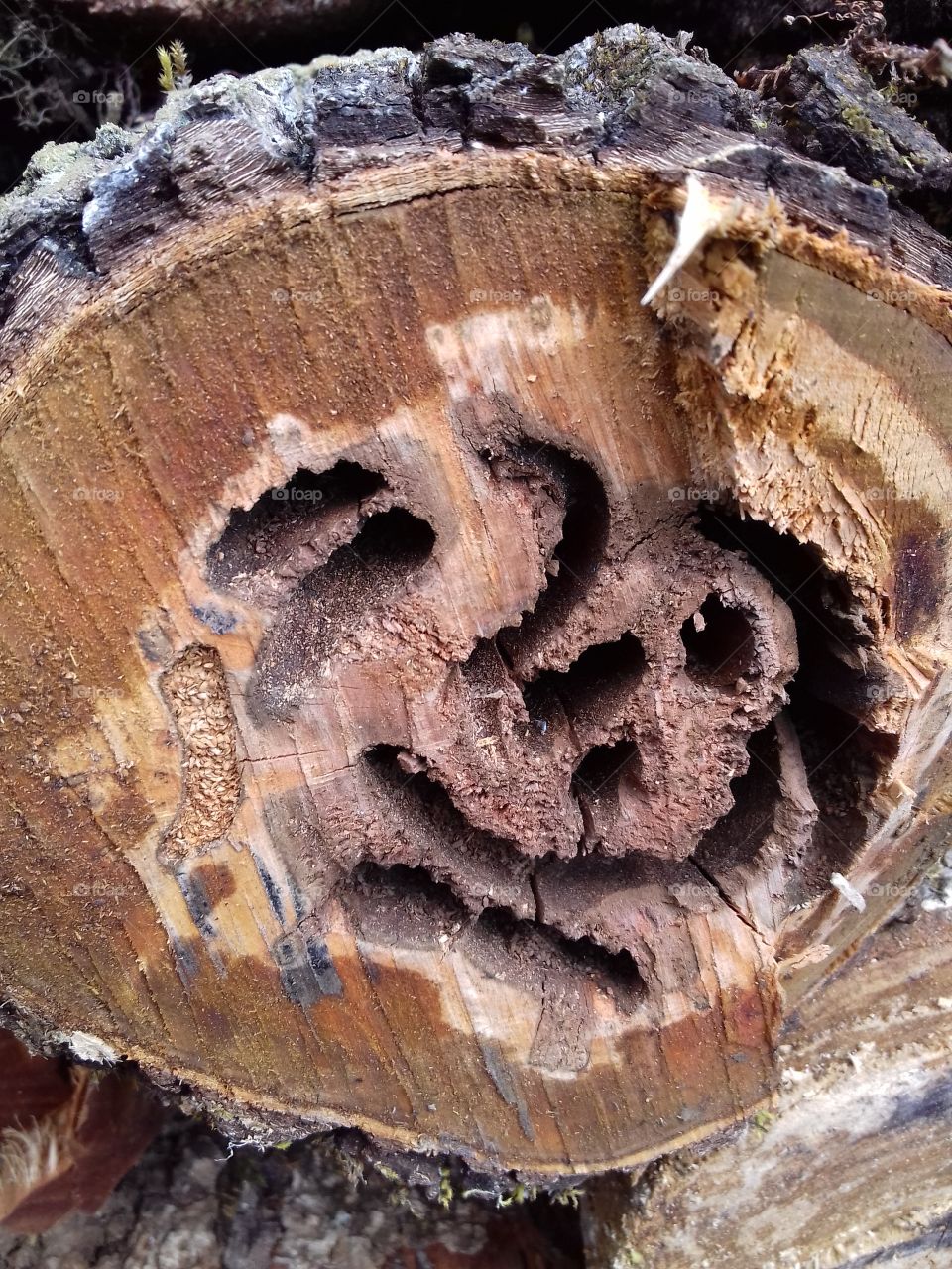 termite biten log