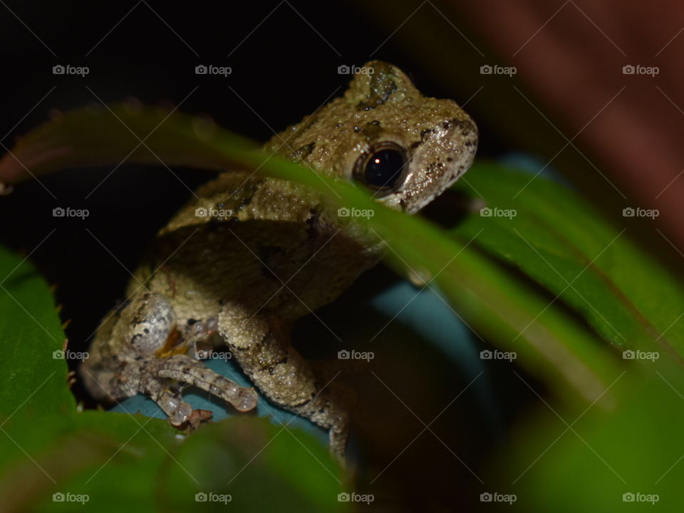 Gray Tree Frog