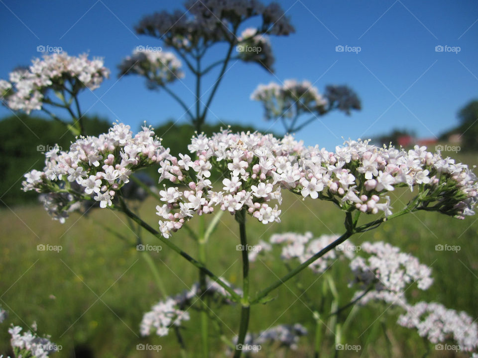 sky flowers flower macro by bubu