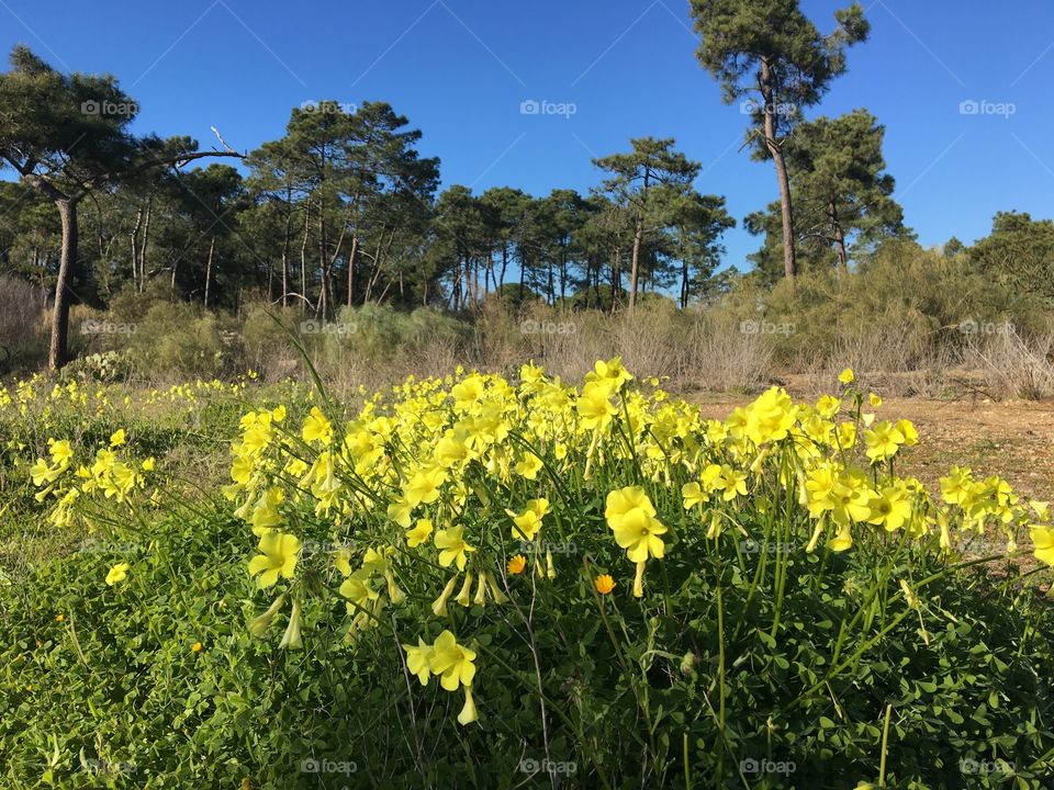Blooming oxalis with pine trees