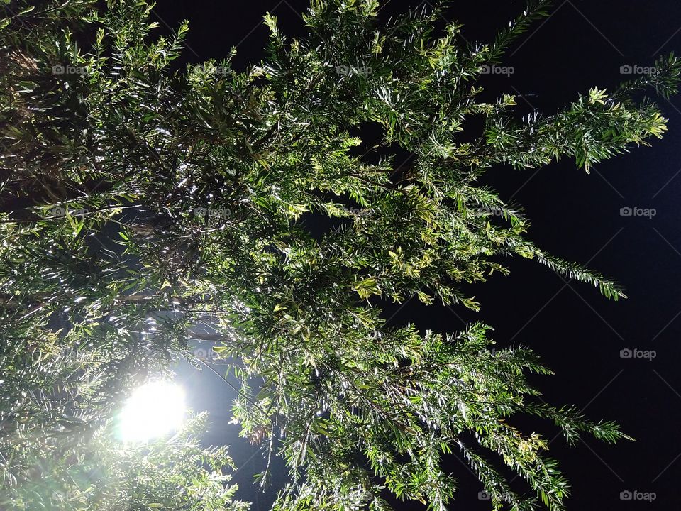 tree at night lights