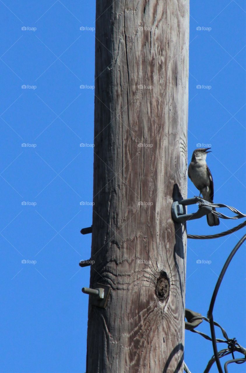 Young Northern mockingbird sitting next to telephone pole calling out with bright blue June sky in background 
