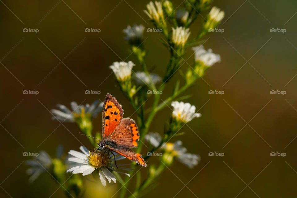 red butterfly on the daisy 