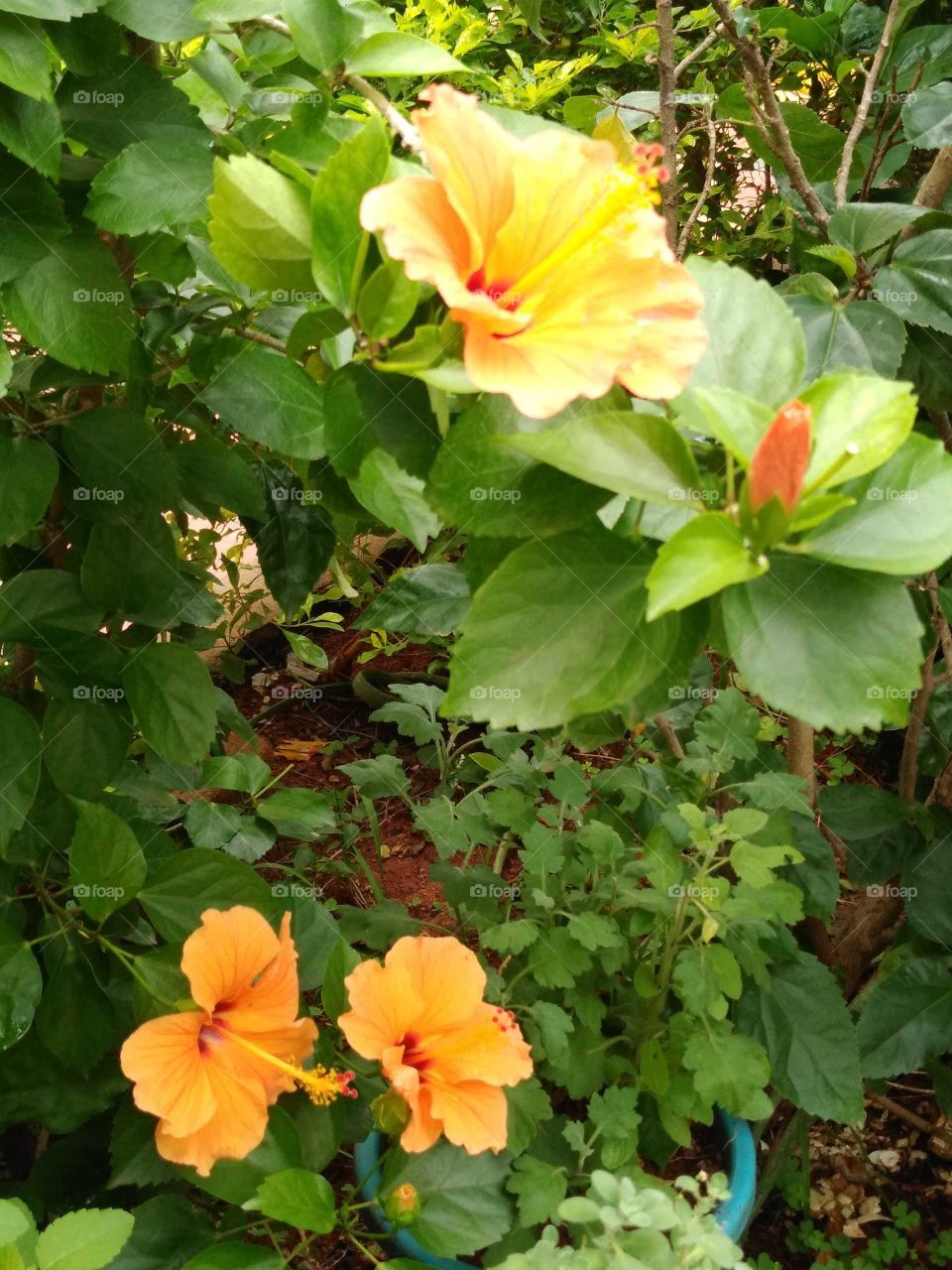 beautiful orange hibiscus flowers in my garden