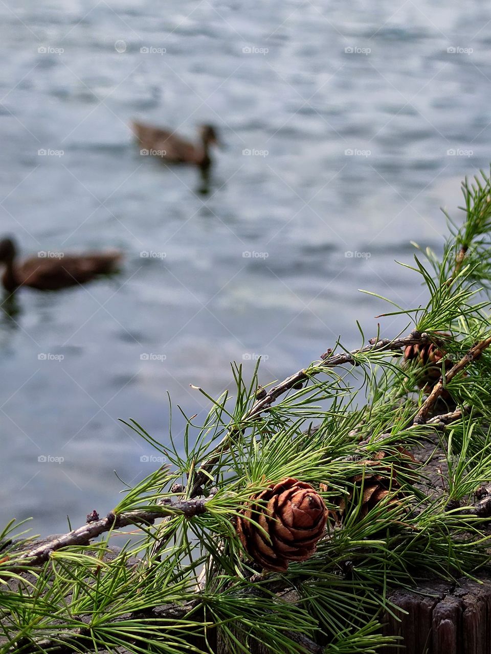 River bank.  on the logs lies a green pine branch with brown cones.  river and ducks in the background