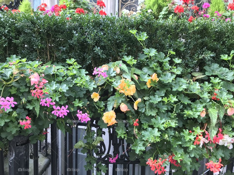 Bright London Flowers 