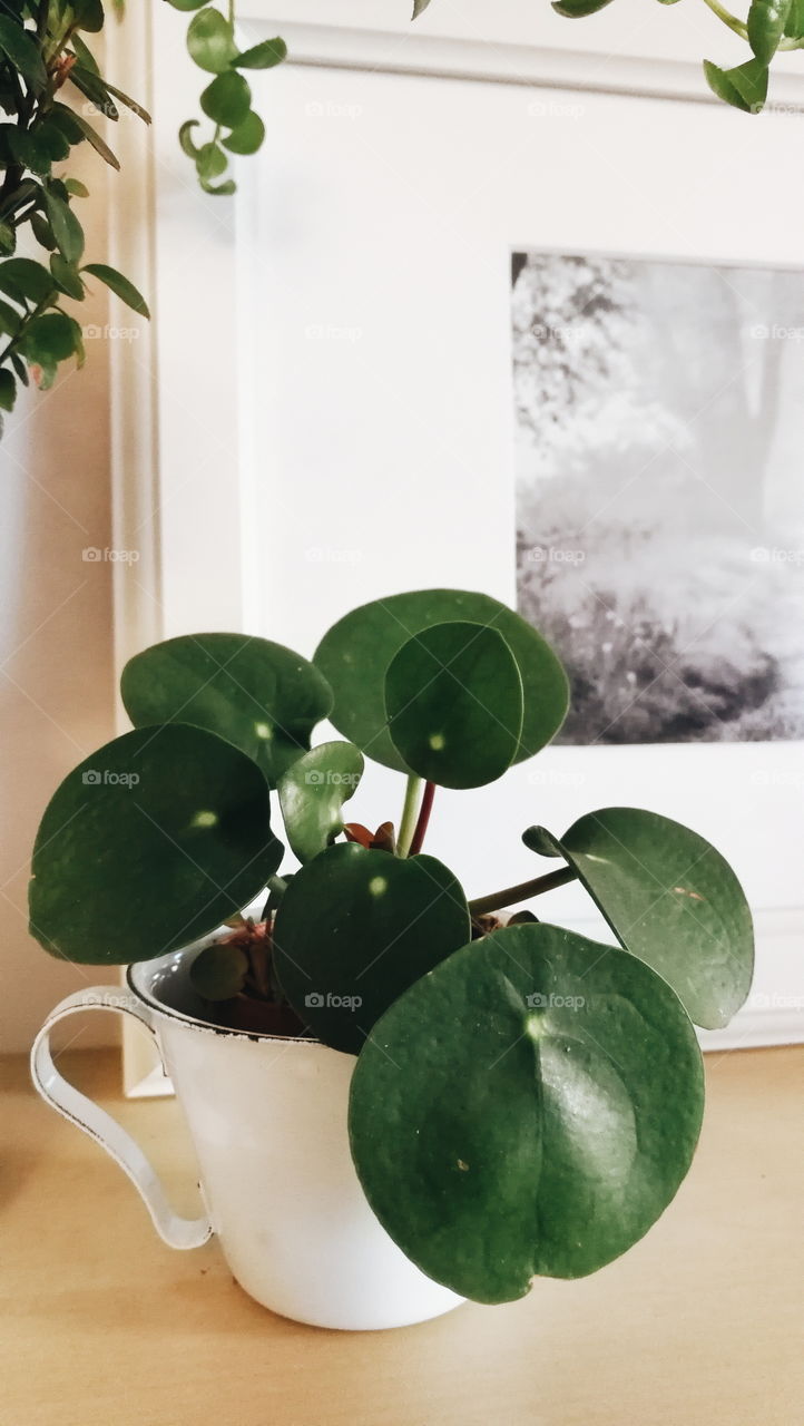 Pilea Peperomioides