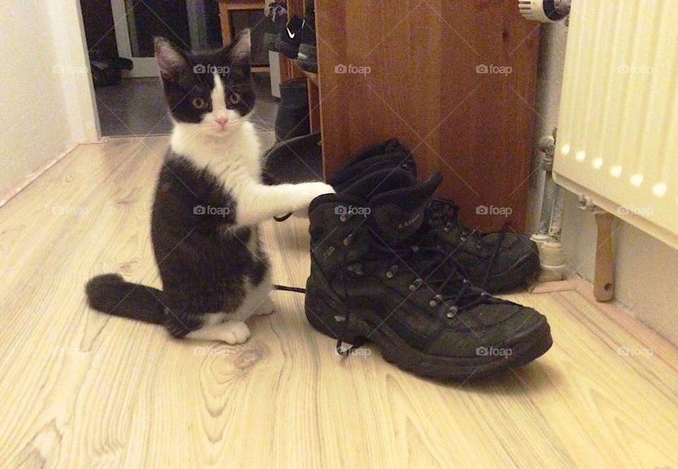 Cat and boots