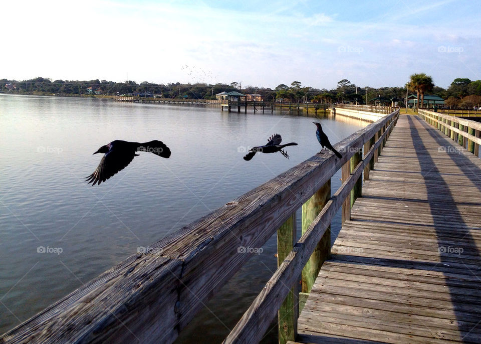 flying river bird dock by bcpix