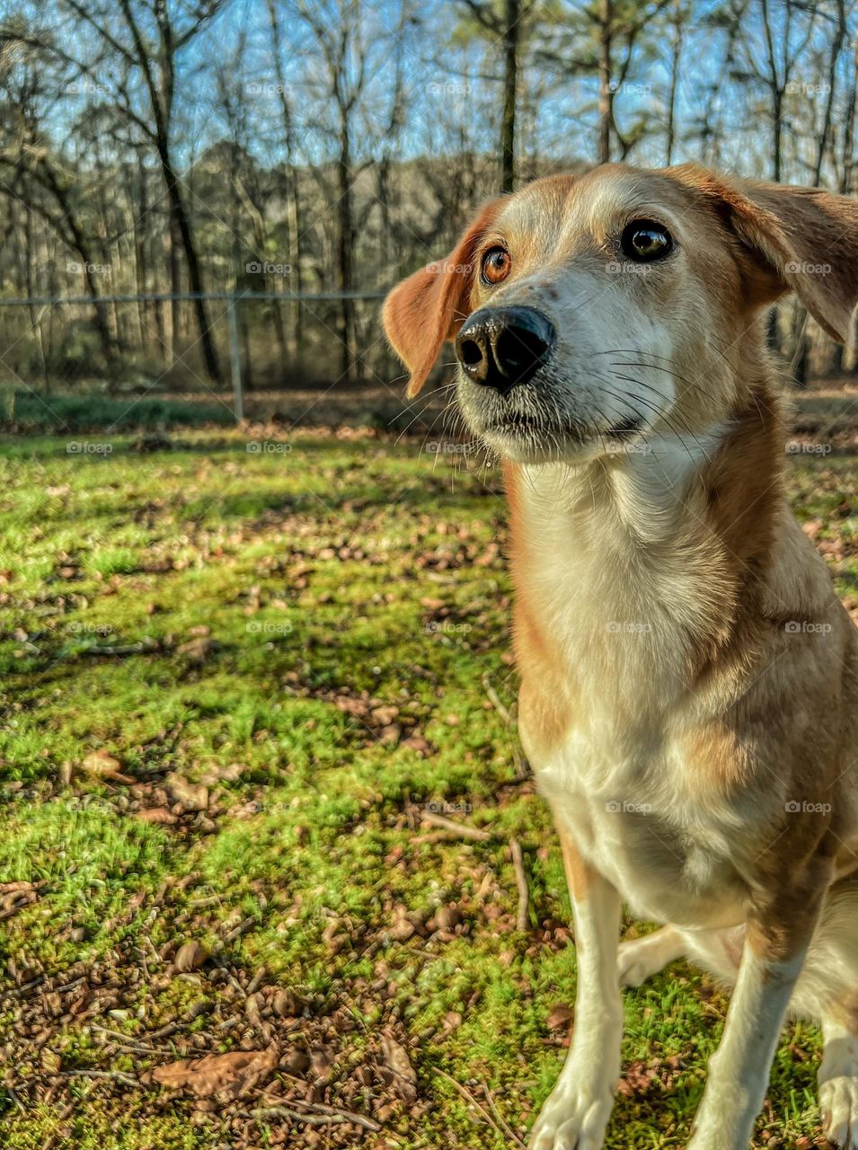 Pet hound dog at attention in backyard 