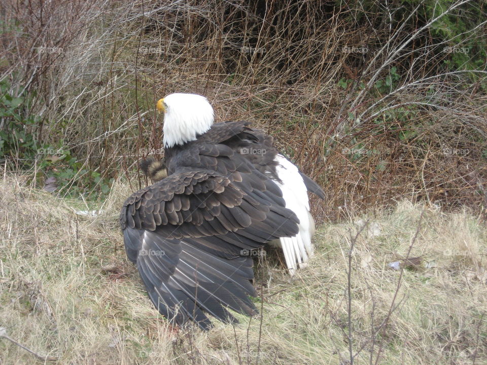 Bald Eagle