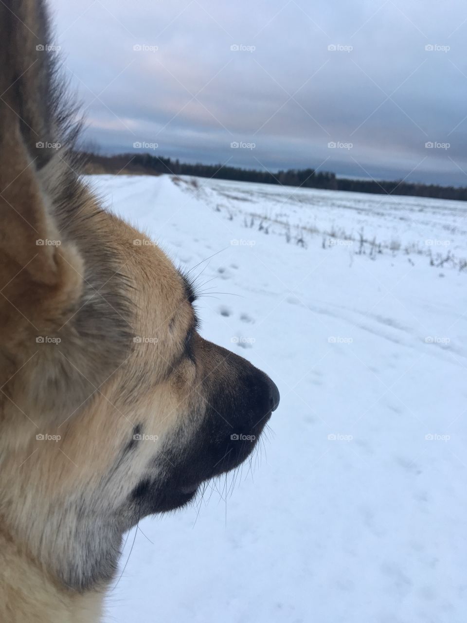 Dog in the winter wonderland