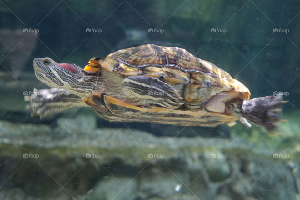Tortoise Swim in Water