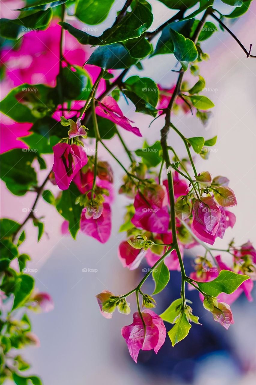 beautiful pink flowers picture taken by:DSLR camera nacon 300mm D3200