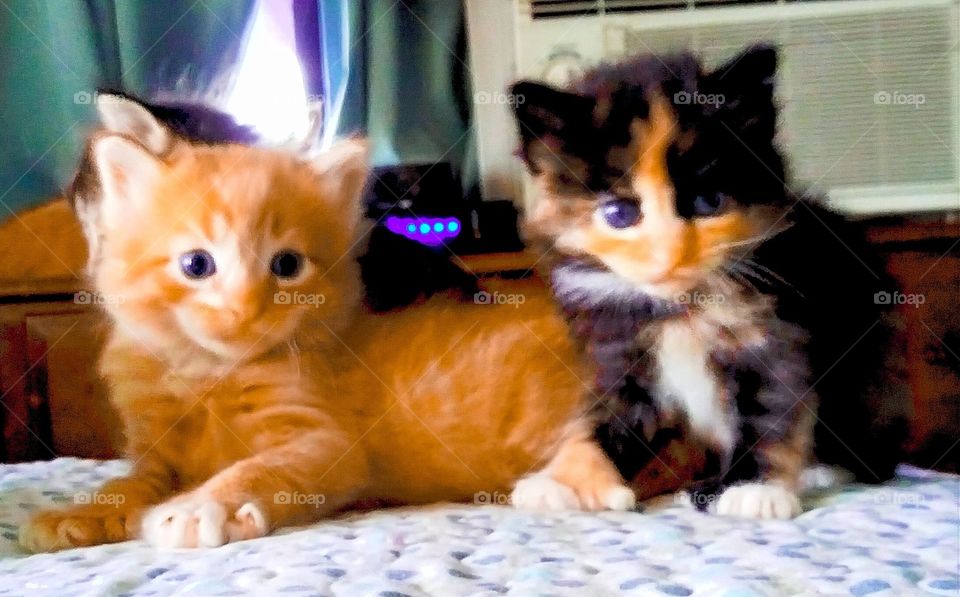 adorable kittens