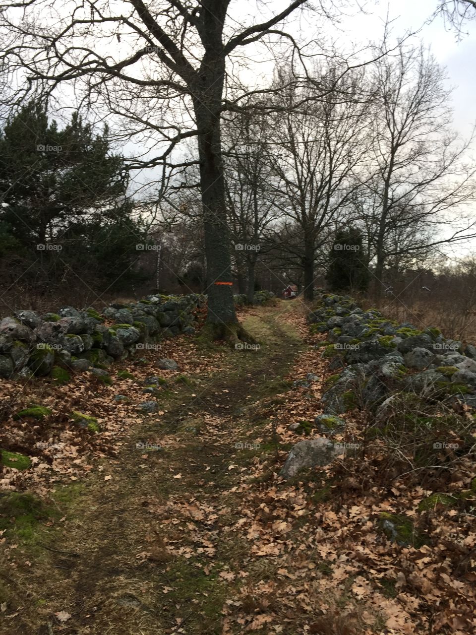 Walk at Möreleden in december 