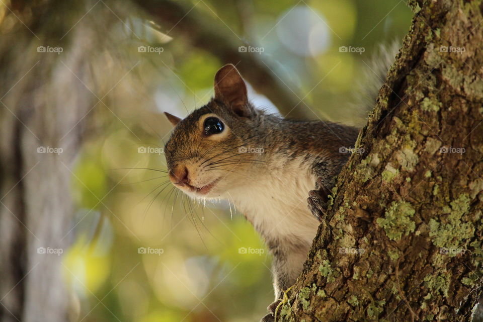 squirrel. wild squirrel on branch