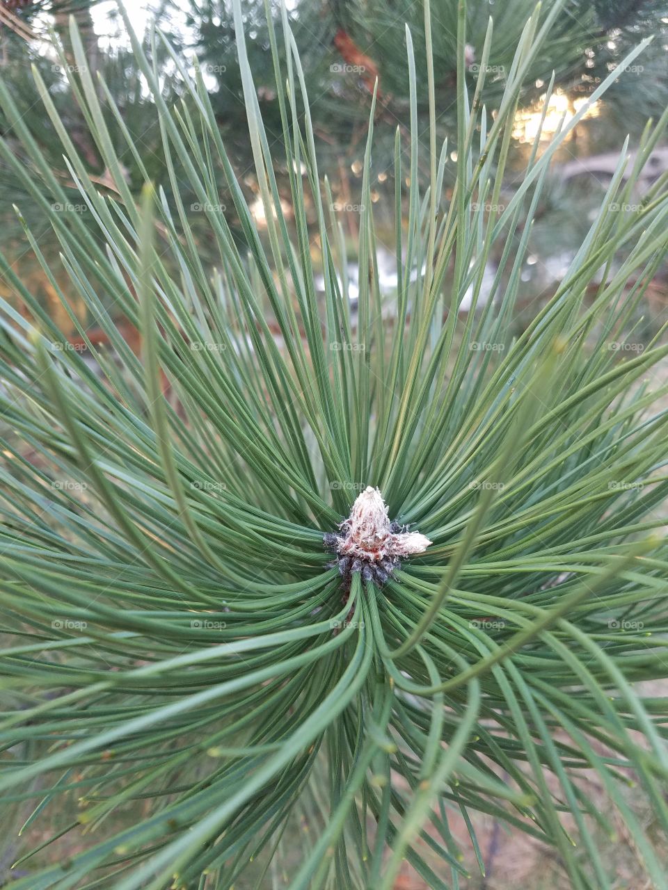 Closeup on pine tree branch