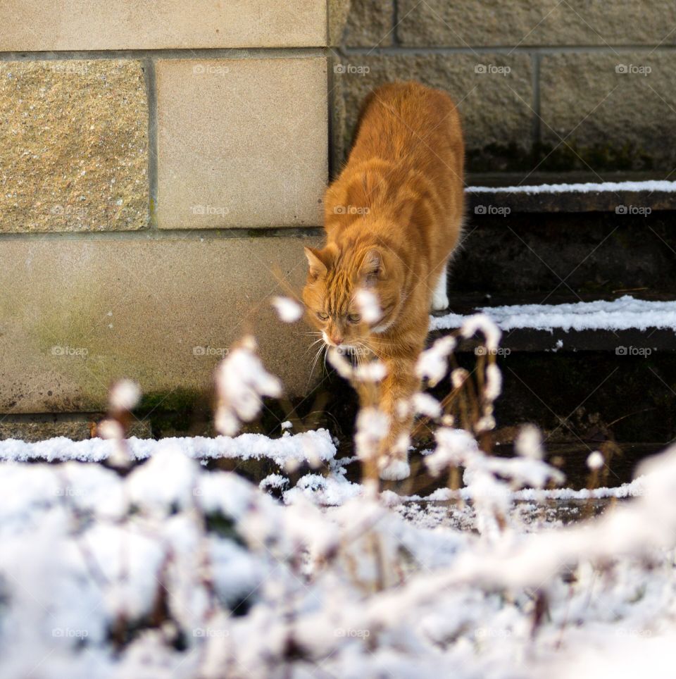 Cat in the snow