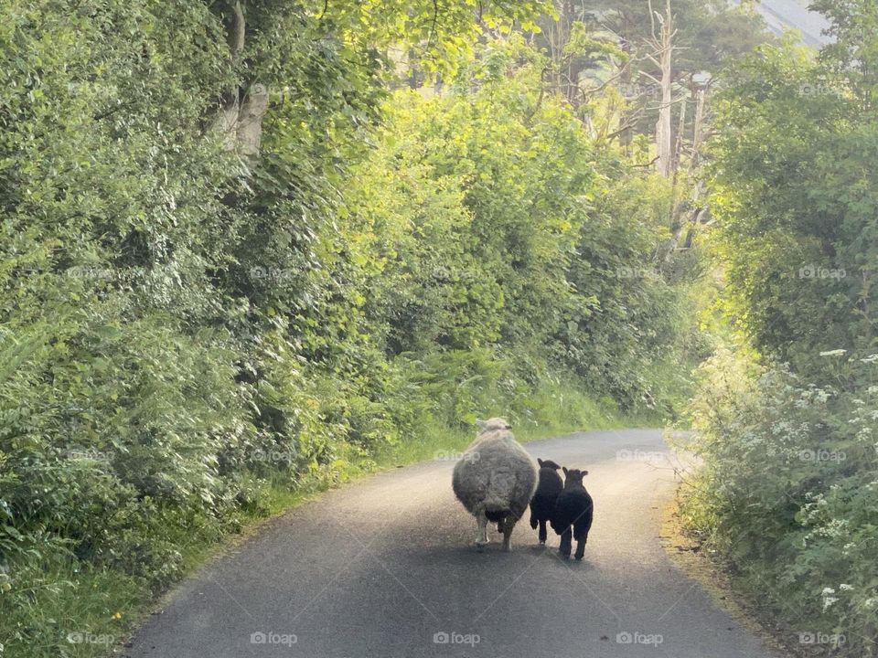 Sheep on a road 