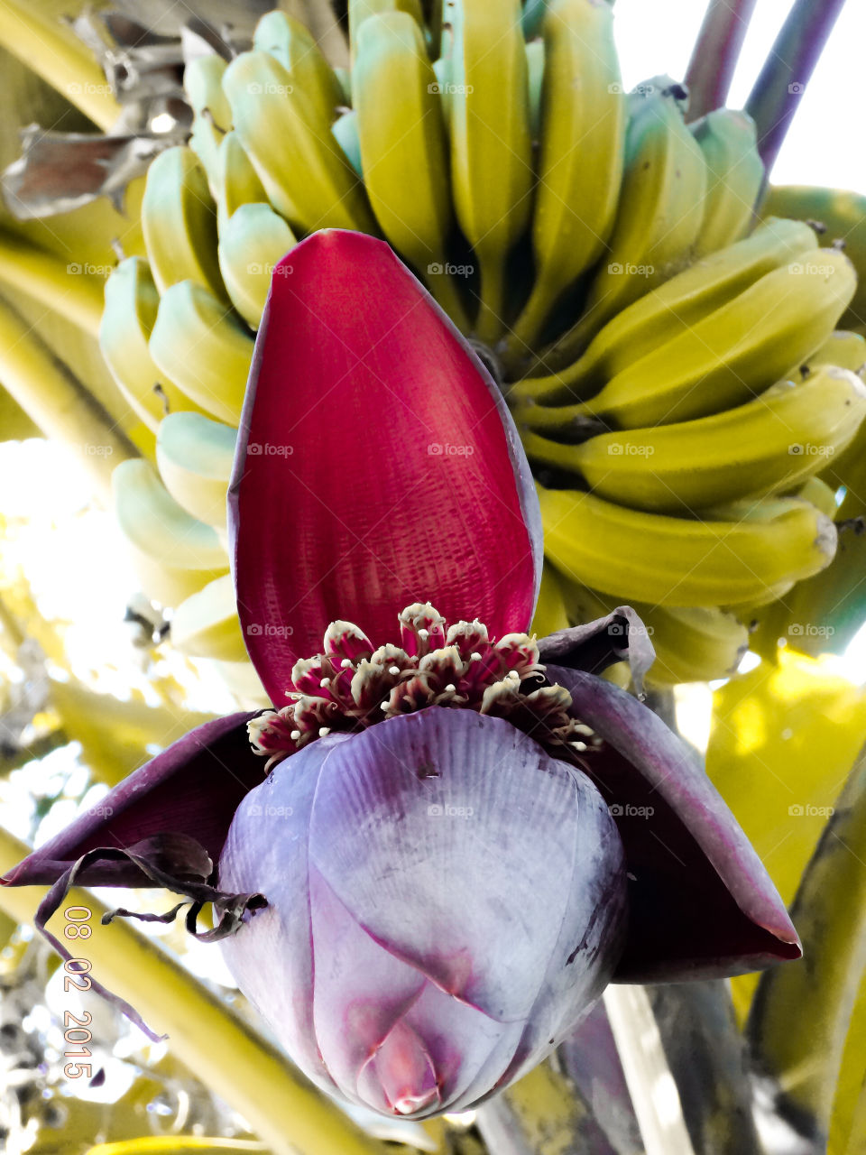 Plantains in their natural habitual... Hanging from the tree with the flower intact... Just about to ripen in the warm spring climate..