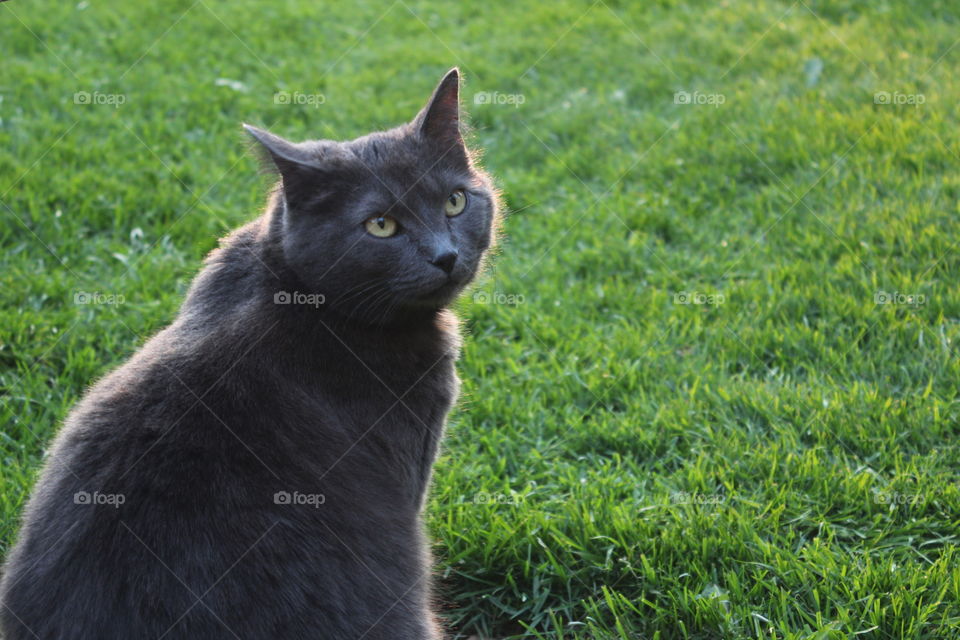 Grey cat in the grass