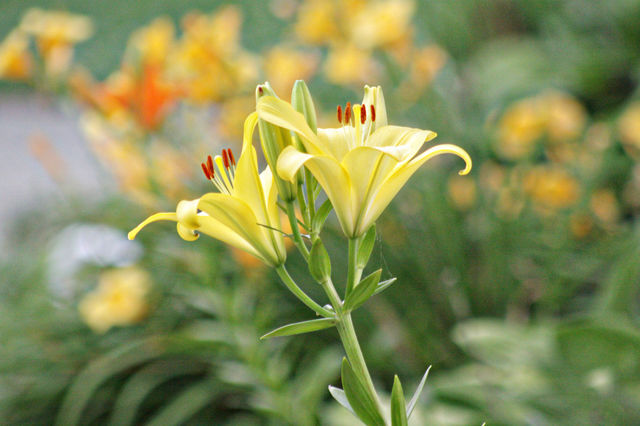Lilies
