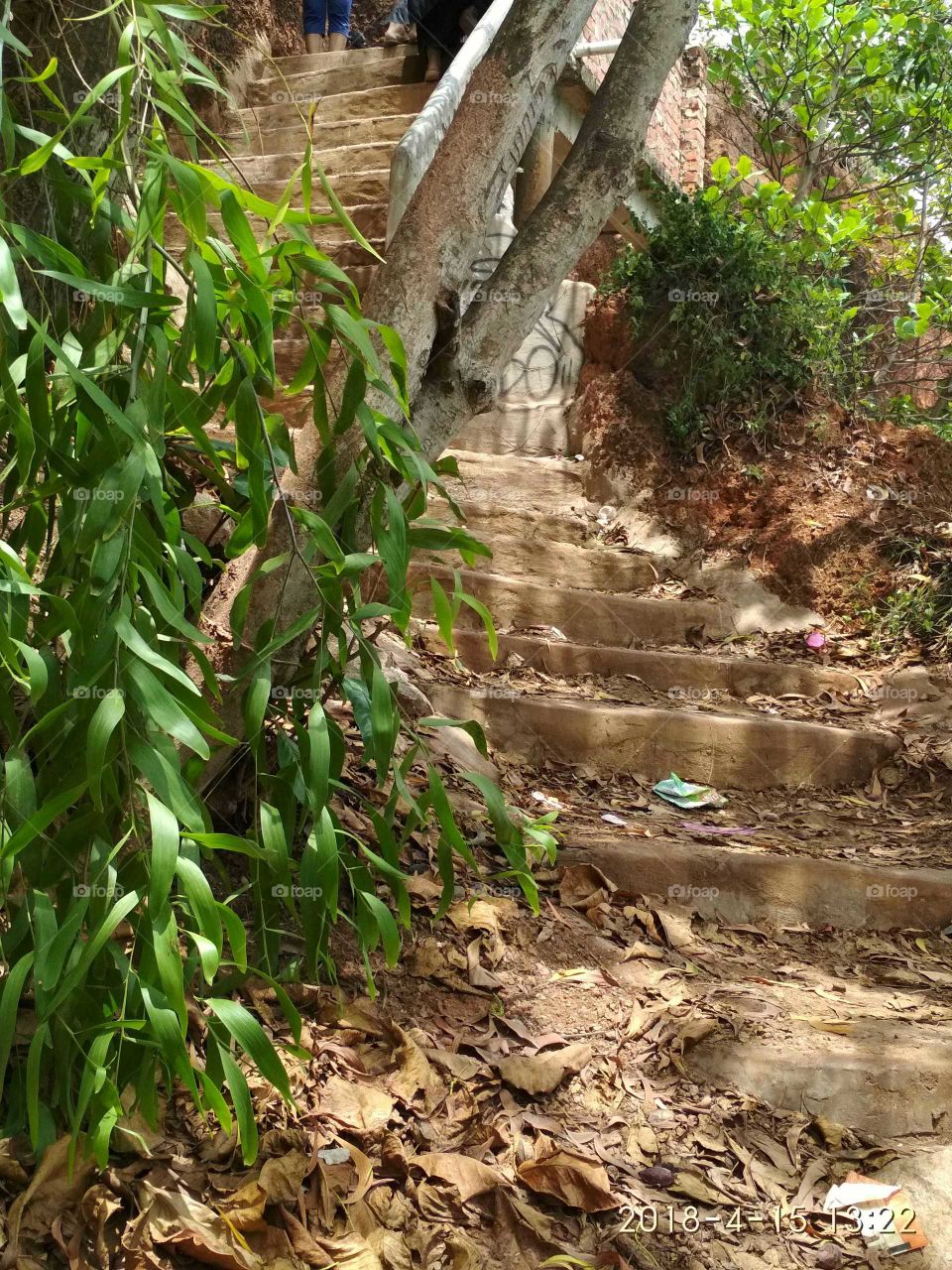 steps to forest