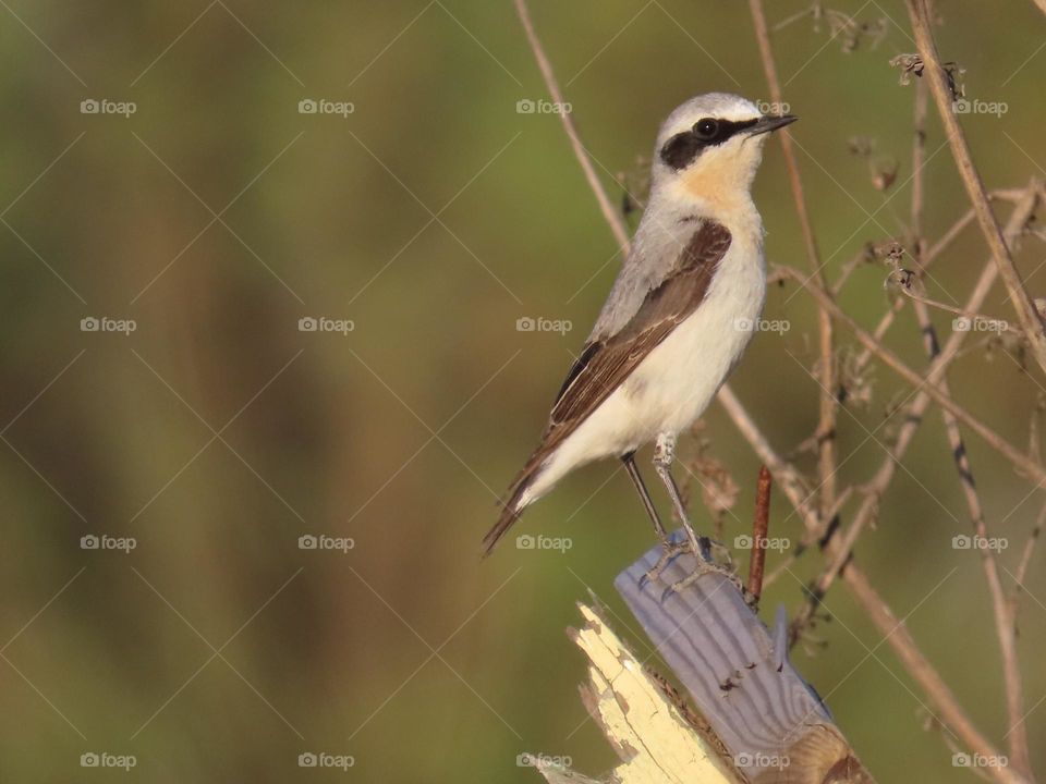 Wheatear