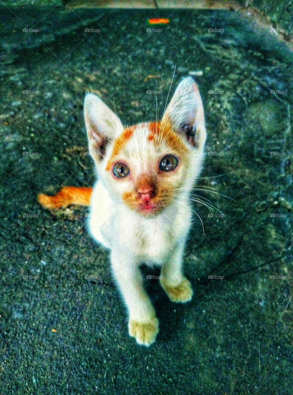 The sharp gaze of the cute kitten's eyes