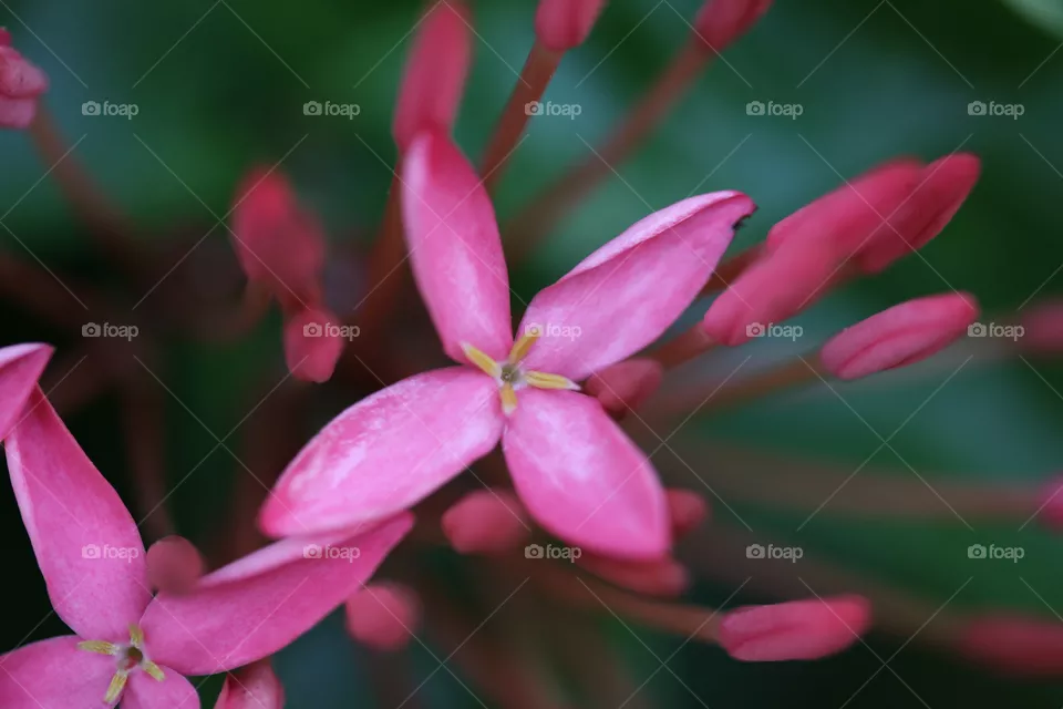 Pink colors 